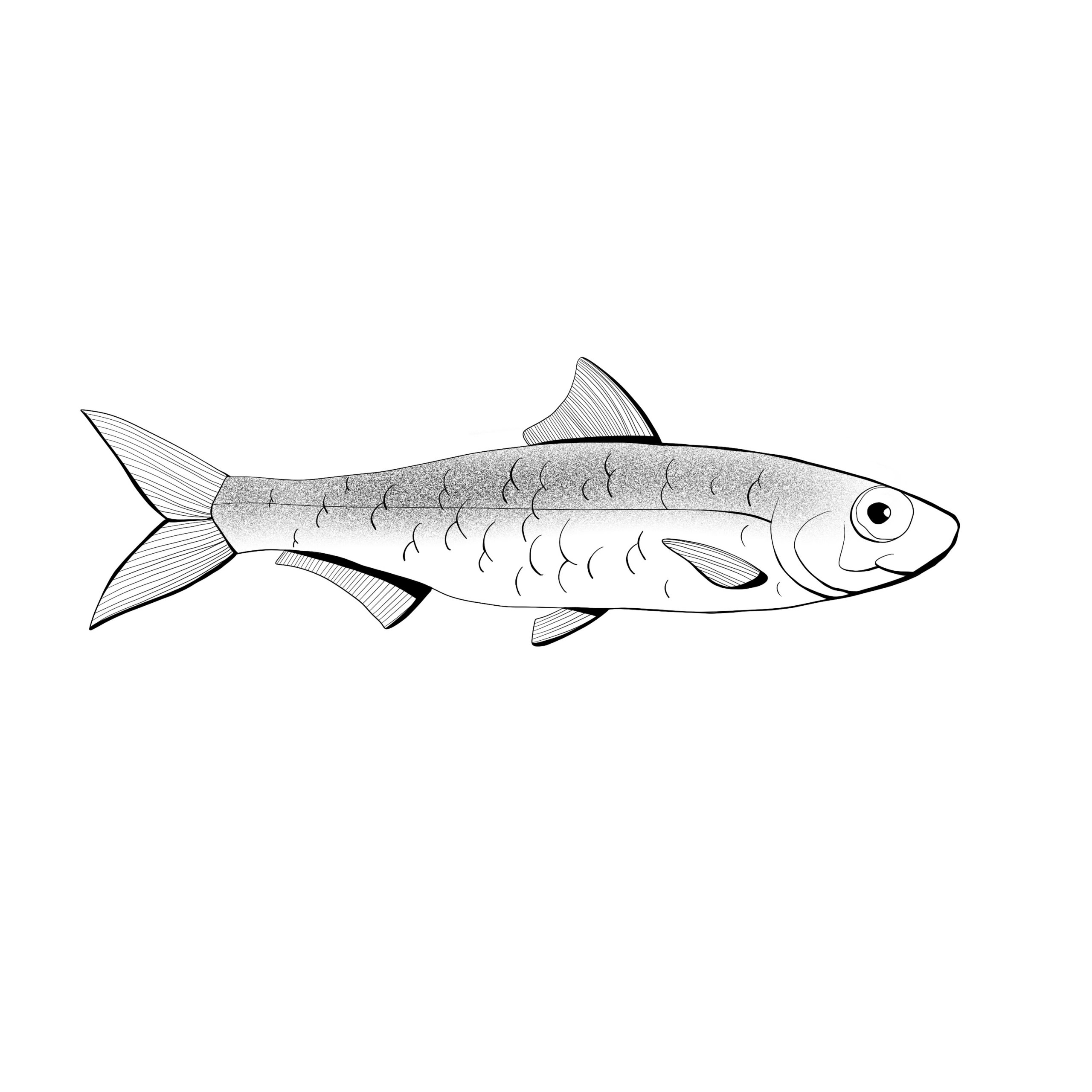 Poisson : la sardine